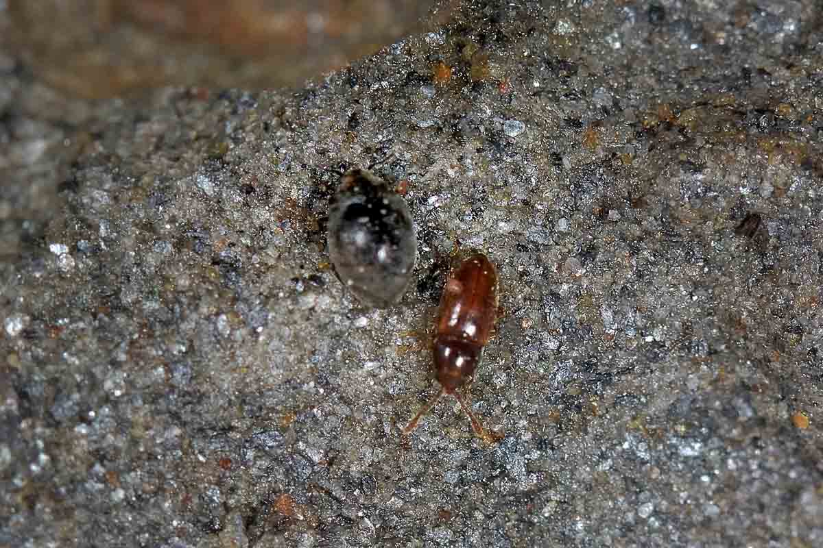 possibile Atomaria sp. (Chryptophagidae)